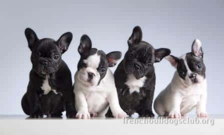 how to buy French Bulldog puppies