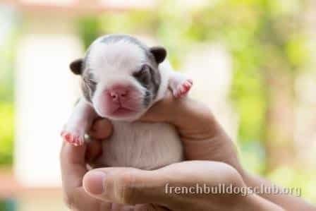 french bulldog pregnancy