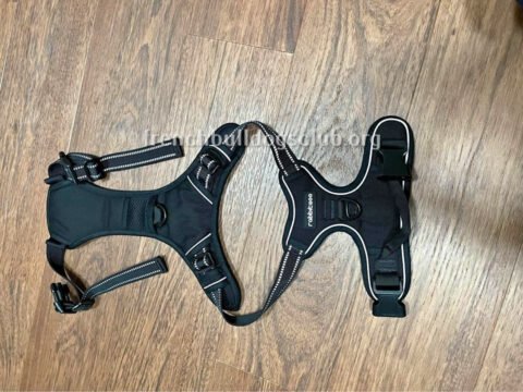 Harnesses - Rabbitgoo 2