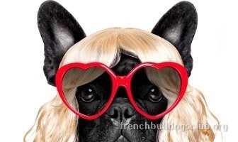 Best Anti-Hair Loss For French Bulldogs