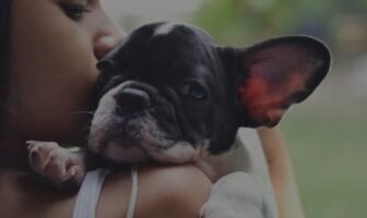 French Bulldog Ears – 5 silly steps to take care of them