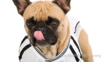 Best Training Courses For French Bulldogs