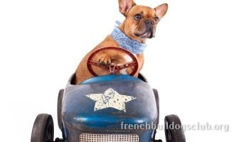 Best Car Seats For French Bulldogs