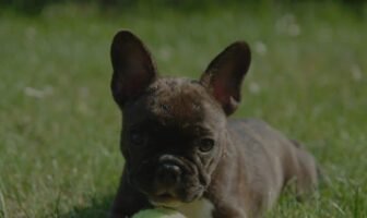 Chocolate French Bulldogs: Your Guide to This Unique Breed