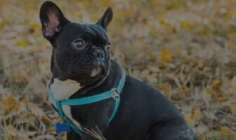 Do French Bulldogs Bark? Discover Why They Are Excellent To Keep Anywhere!