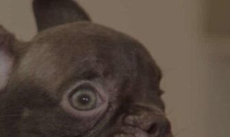 Lilac French Bulldogs: Stay Informed with the Latest Guide