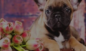 Prepare your home 101