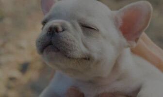 French Bulldogs for Sale: Everything You Need to Know