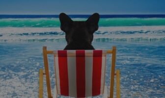 French Bulldog Summer Care 101