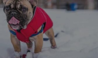 French Bulldog Winter Care 101